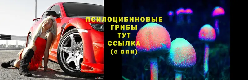 Псилоцибиновые грибы Cubensis  Новое Девяткино 